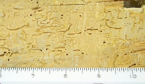 Powder Post Beetle Damage