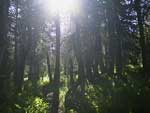 Image of trees in forrest for sawmill article